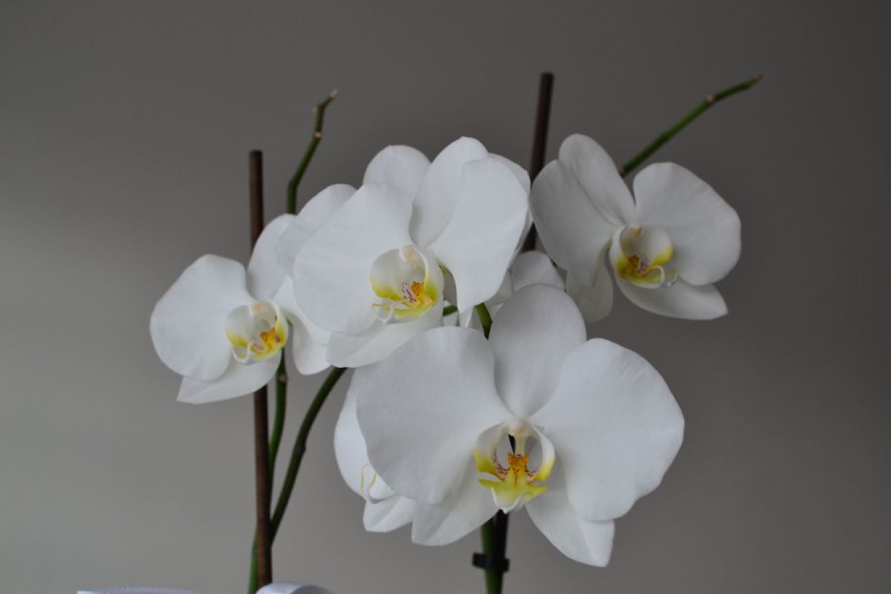 White orchid flowers