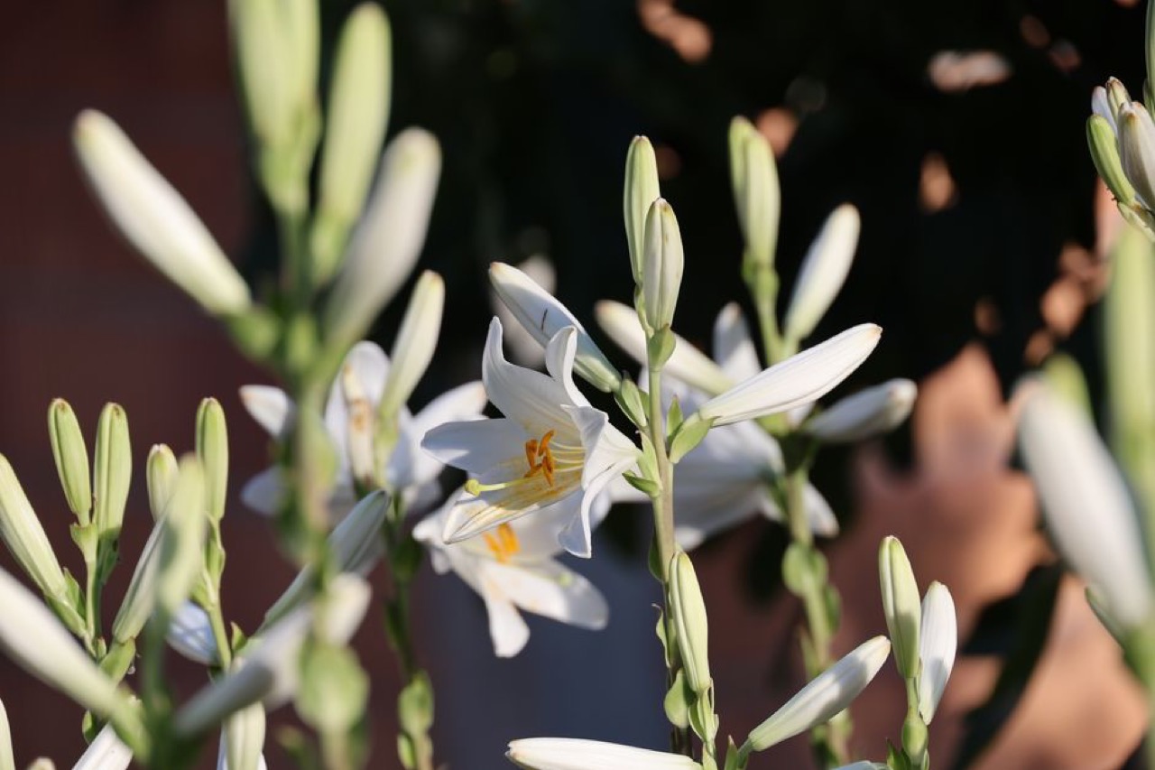 White lily flowers