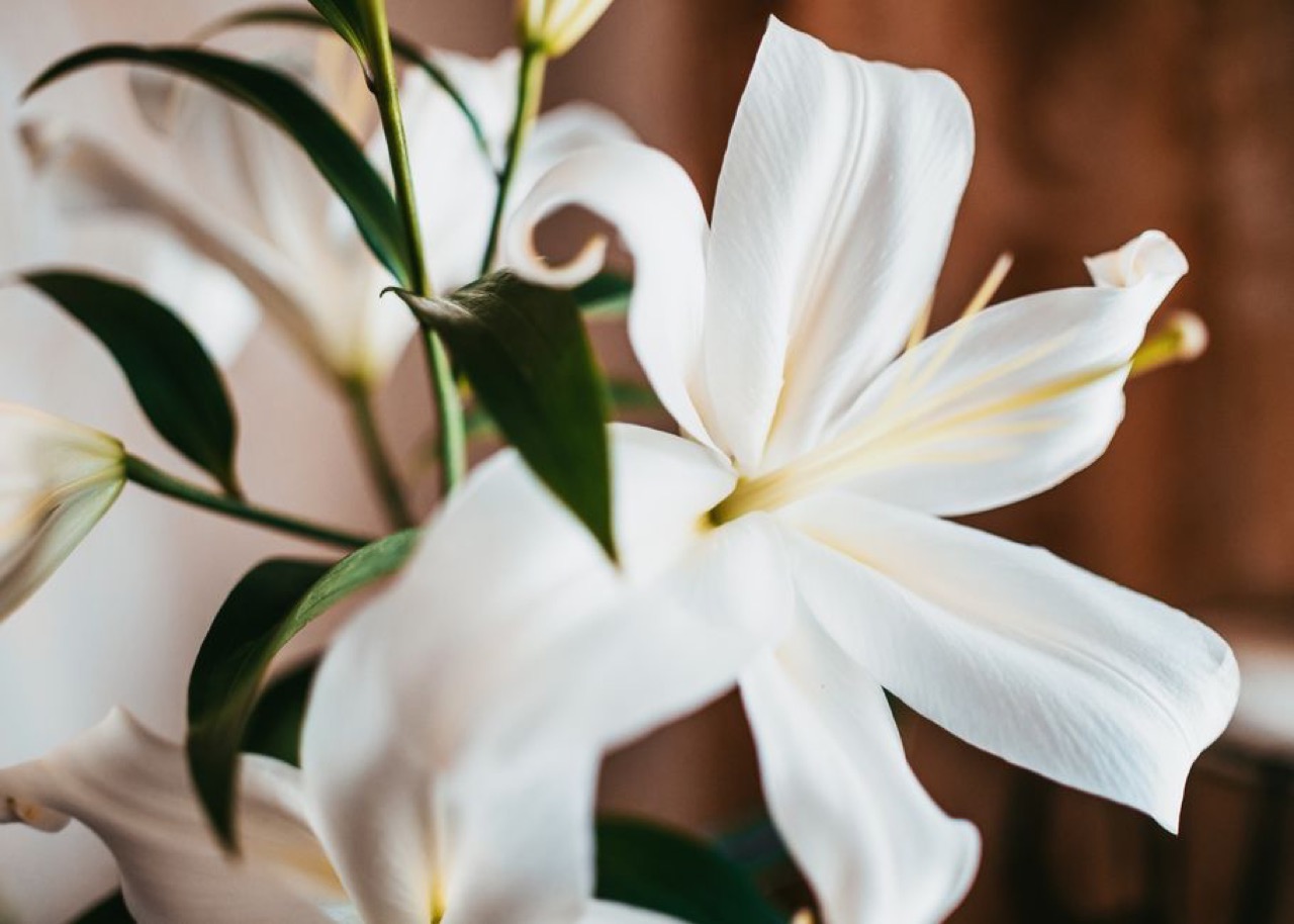 White lily flowers