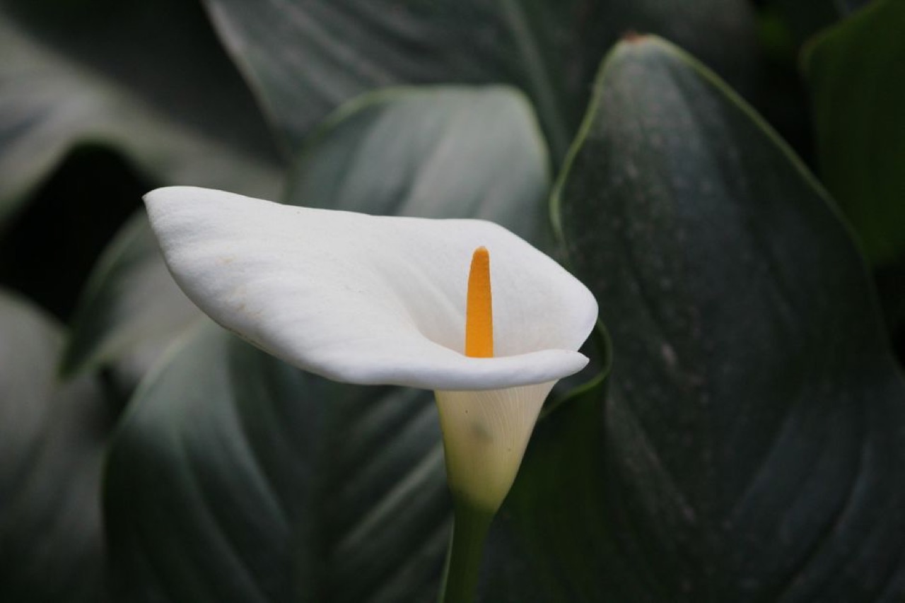 Calla lily white