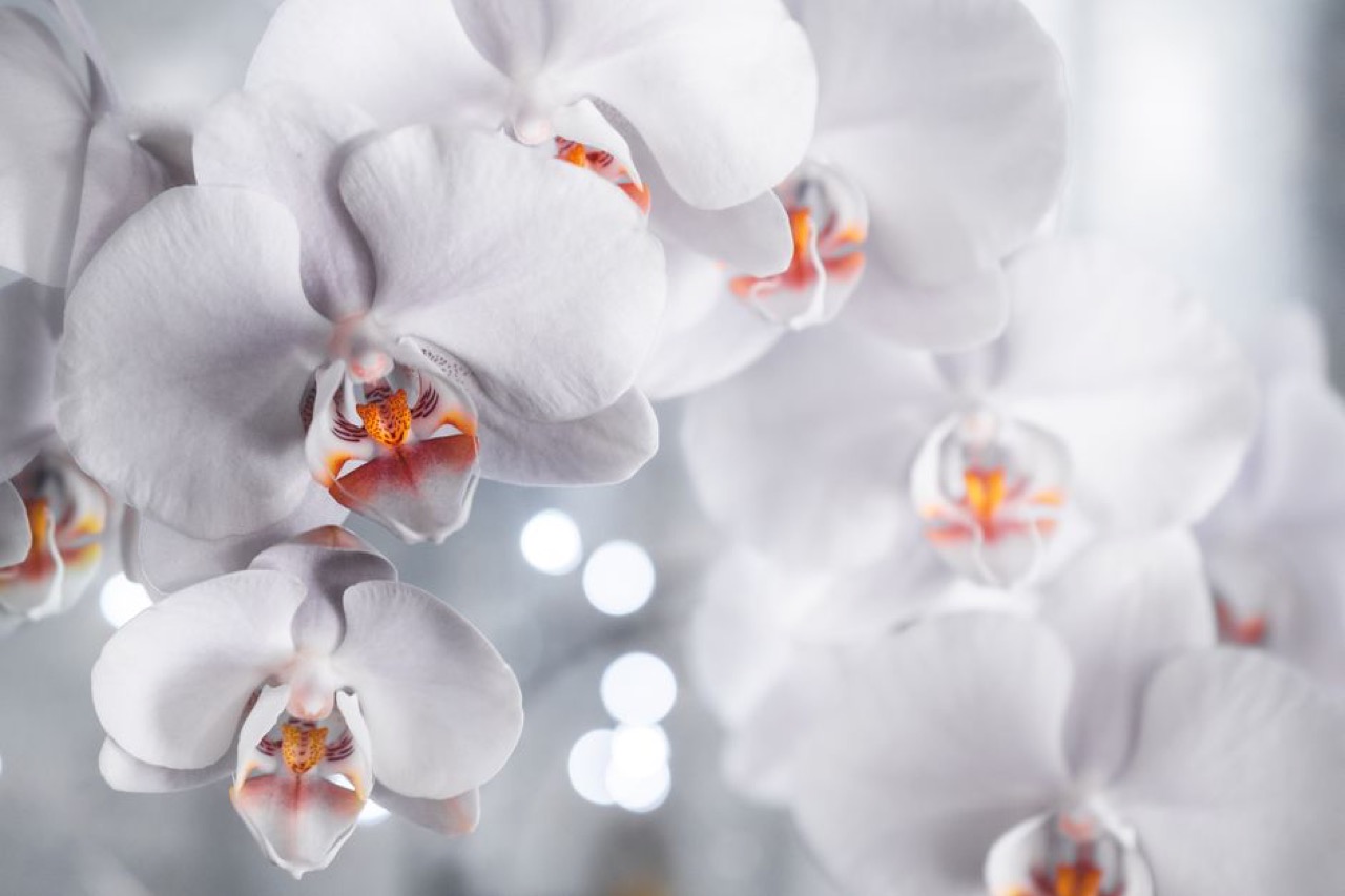White orchid flowers