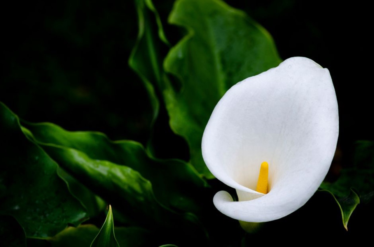 Calla lily white