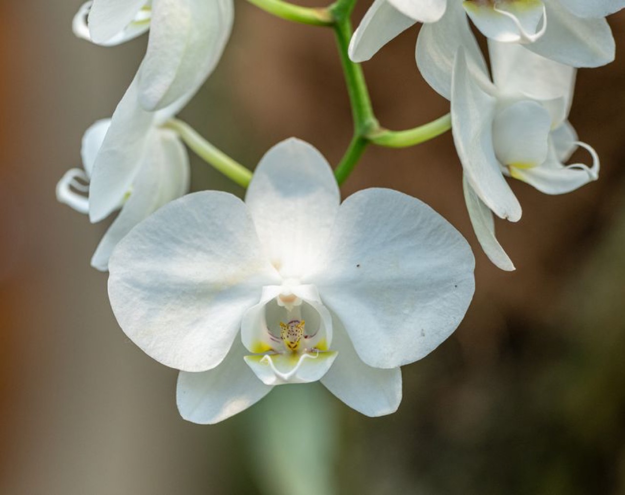 White orchid flowers