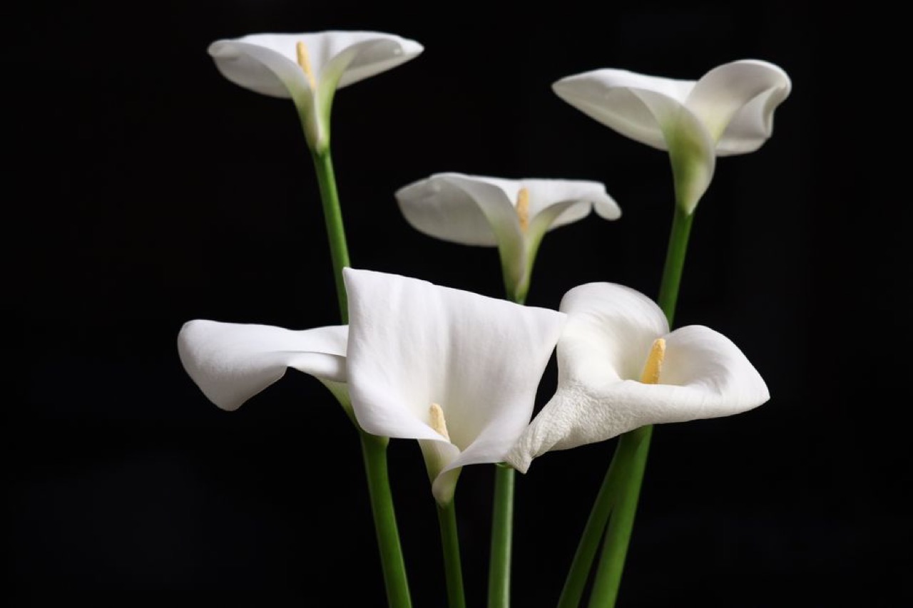 Calla lily white