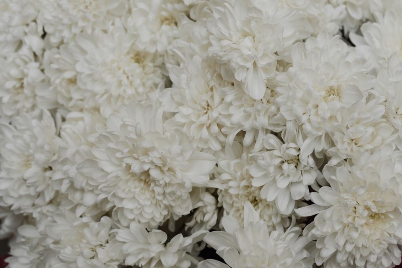 White chrysanthemum flowers