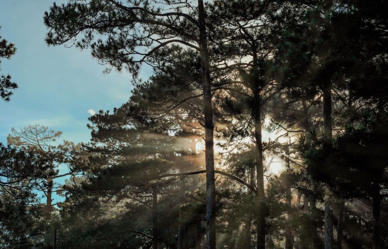 Funeral and memorial service invitation wording Soft light through trees